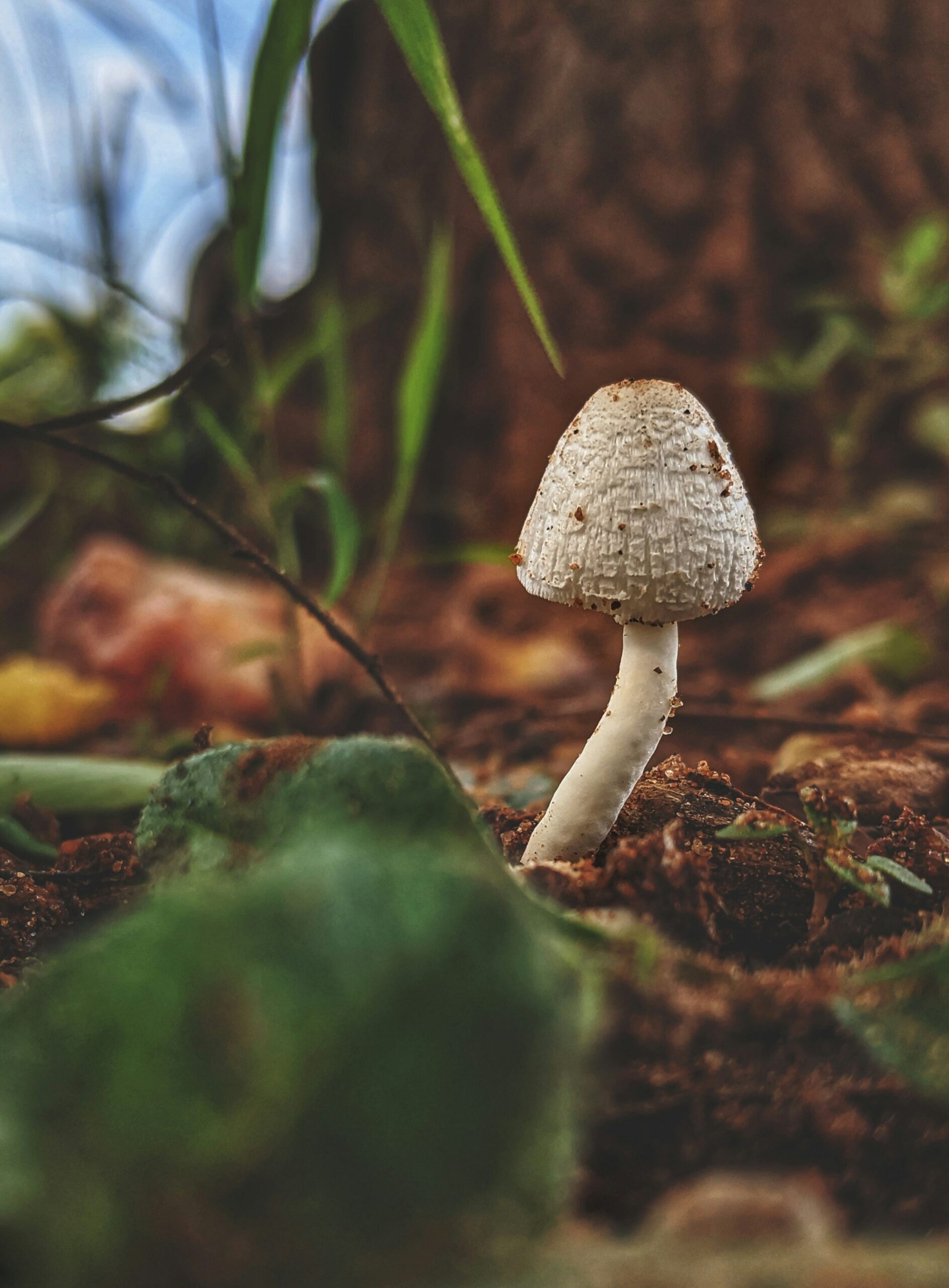 Microdosing for Mental Mojo: Exploring the Science Behind Psychedelics